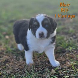 Blair - Black tri female Miniature Australian Shepherd puppy in Orrtanna, Pennsylvania from Mountain Top Shepherd's