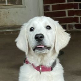 Golden Retrievers from Golden Care Golden Retrievers