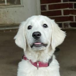 Golden Retrievers from Golden Care Golden Retrievers