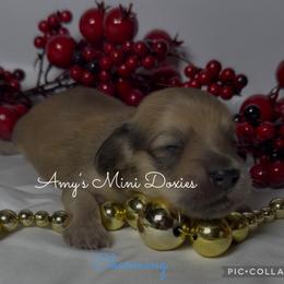 AKC Charming - Cream male Dachshund puppy in Jena, Louisiana from Amy’s Mini Doxies