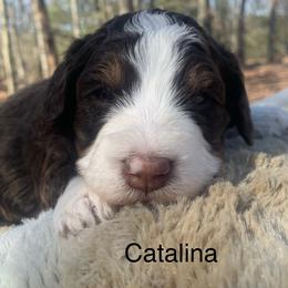 Catalina - Tri-color female Bernedoodle puppy in New Ringgold, Pennsylvania from Hawk Mountain Doodles
