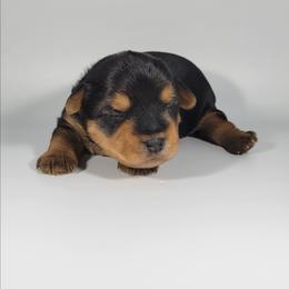 Purple collar girl - Black and tan female Yorkshire Terrier puppy in Jacksonville, Florida from Yorkieology