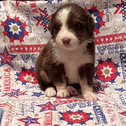 Miniature American Shepherd and Pembroke Welsh Corgi Puppies from Hadley's Hugs