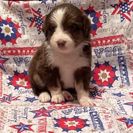 Miniature American Shepherd and Pembroke Welsh Corgi Puppies from Hadley's Hugs