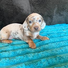 Woody - Dapple male Dachshund puppy in Grass Valley, California from Mis Doxie