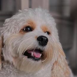 BB - Cavapoo