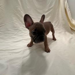 Lady Red - Blue female French Bulldog puppy in Anaheim, California from Brightest Days Ahead