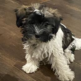 Havanese from Missing Creek Ranch