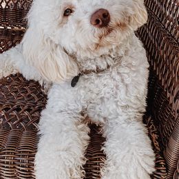 Goldendoodles from Golden State Doodles
