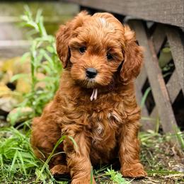 Duchess - Red  female Goldendoodle puppy in Wharton, Texas from Little Fur Friends