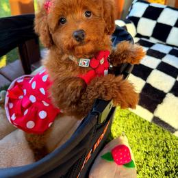 CHERRY - Red female Maltipoo puppy in Sugar Land, Texas from Celebrity Maltipoos