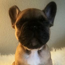 French Bulldog Puppies from Ma Chérie French Bulldogs