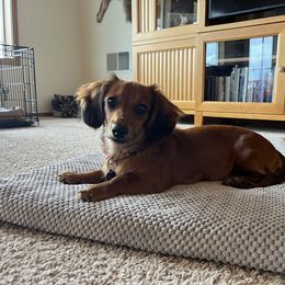 Dachshund All Grown Up from Mueller’s Mini Dachshunds