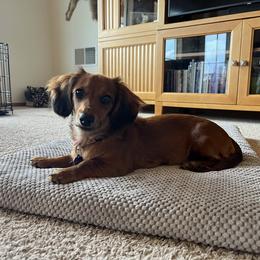 Dachshund All Grown Up from Mueller’s Mini Dachshunds