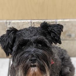 Miniature Schnauzer Puppies from Pawesome Pups