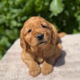 Purple - Dark golden female Golden Retriever puppy in Utah from Deseret Peak Goldens