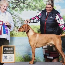 Vizslas from Marco Pierobon