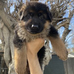 German Shepherd Puppies from Aguirre farm