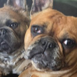 French Bulldogs from Aura Frenchies ND