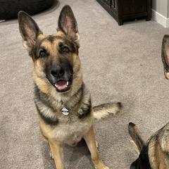 German Shepherds from Little Bark Operation