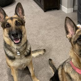 German Shepherds from Little Bark Operation