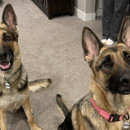 German Shepherds from Little Bark Operation