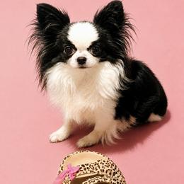 Lady Panda - Black and white female Chihuahua puppy in Santa Rosa Beach, Florida from Eva's Chihuahuas