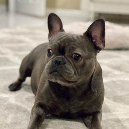 Lucy Flores - French Bulldog