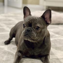 Lucy Flores - French Bulldog
