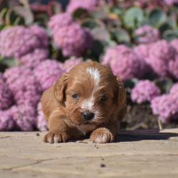 Roxanna - Red female Cavapoo puppy in Gap, Pennsylvania from Country View Puppies ( License 18816)