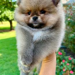 CAIN - Orange male Pomeranian puppy in Willis, Texas from Treasured Jewels Pomeranians