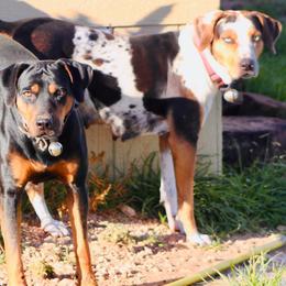 Catahoula Leopard Dogs from Rimrock Catahoulas