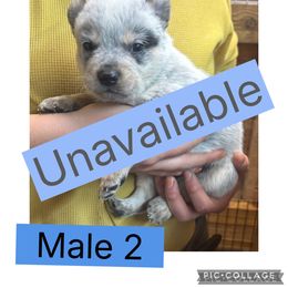 Male 2 - Blue speckled male Australian Cattle Dog puppy in Dillwyn, Virginia from Hardiman’s Howlin’ Hounds