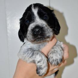 Lion - Black and white male English Springer Spaniel puppy in Chapmansboro, Tennessee from Balthrop Bend Farms
