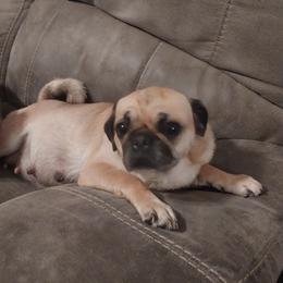 Little Debbie - Pug
