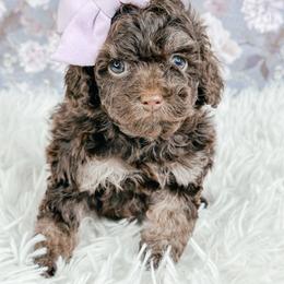 Fudge - Brown and tan female Cockapoo puppy in Otisville, Michigan from Danie’s Darling Doodles LLC