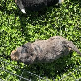 Blaine - Blue merle male Bernedoodle puppy in Warrensburg, Missouri from Dreamer Ridge Puppies
