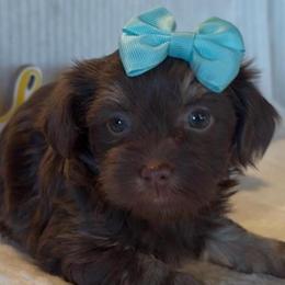 Vivian - AKC - Chocolate female Havanese puppy in Verden, Oklahoma from Holcombs Puppy Ranch