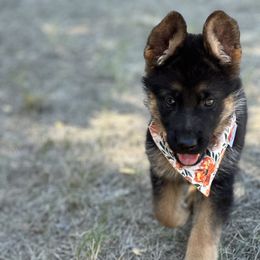 German Shepherd Puppies from Pridelands
