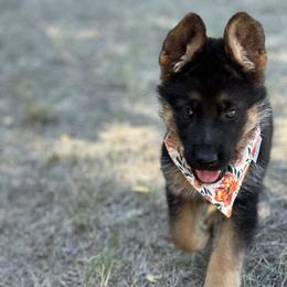 German Shepherd Puppies from Pridelands