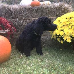 Boy 3 - Black Poodle puppy in Shortsville, New York from Hidden Ridge Ranch