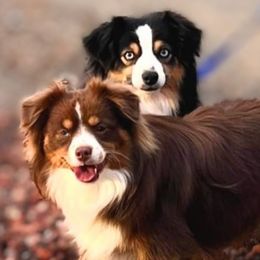 Miniature American Shepherds, Miniature Australian Shepherds, and Toy Australian Shepherds from Panhandle Australian Shepherds