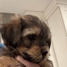 Boy 4 - Red brindle male Havanese puppy in Walpole, Massachusetts from Golden Glen Havanese
