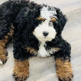 Floyd - Bernedoodle