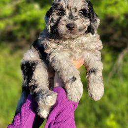 Aussiedoodle and Bernedoodle Puppies from Jupiter Doodles