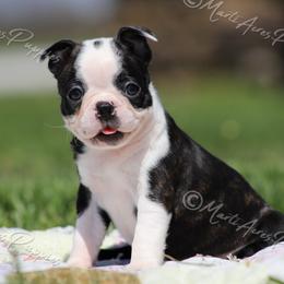 AKC 'Baby Cakes' - Black brindle and white female Boston Terrier puppy in Lamar, Missouri from Marti Acres ~ Boston Terrier & Beagles