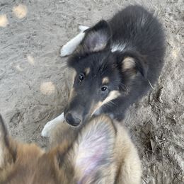 Nana - Black white and tan male Collie puppy in Bamberg, South Carolina from Shakhor Ohr Collies and Pomeranians