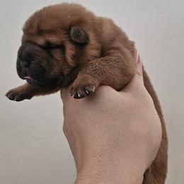Boy 3 - Fawn sable male Chinese Shar-Pei puppy in Bakersfield, California from Cashmerewrinkles