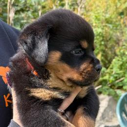 Boy fourth pick - Black and mahogany male Rottweiler puppy in Newfoundland, Pennsylvania from Poconopaws