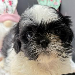 Sperry - Black and white male Shih Tzu puppy in Stafford, Virginia from Bayview Pups
